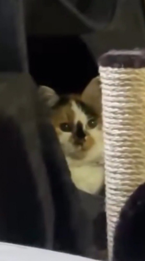 障害物の隙間から飼い主を見つめる猫