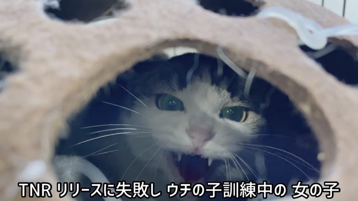 威嚇する猫