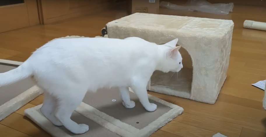 ハウスに近づく猫