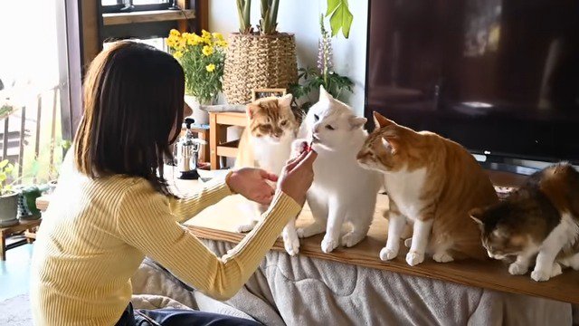 おやつを食べる猫たち