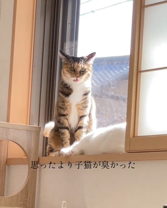 イカ耳猫