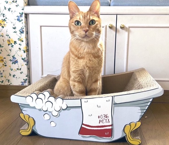 爪とぎに座る猫