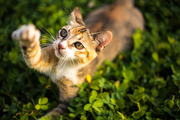 外で自由に遊ぶ猫