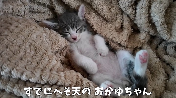 へそ天で寝る子猫