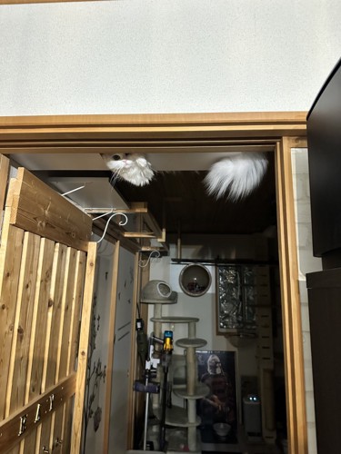 ドアの上にぶら下がっている白い物体