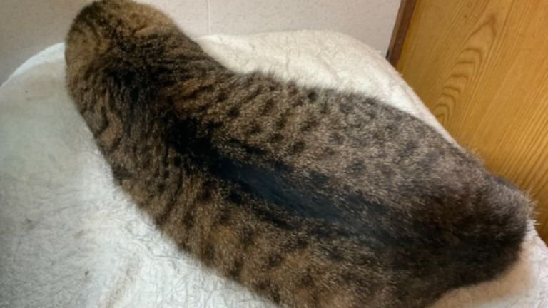 寝ている猫