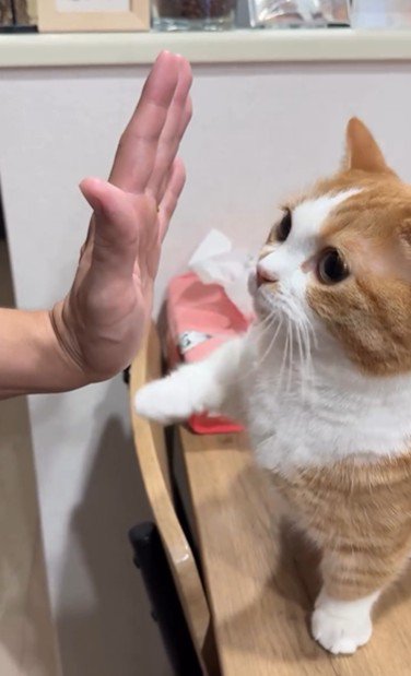 人の手に自分の手で触れている猫