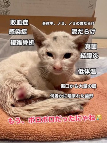 健康状態最悪だった子猫