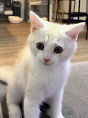 おすわりをして前を見る猫