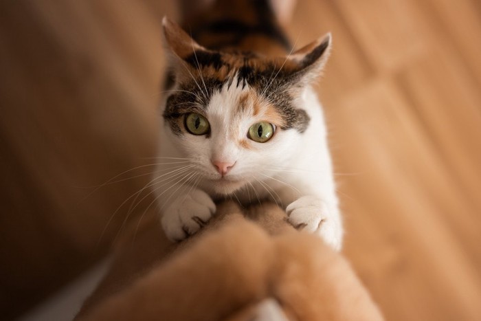 高いところに爪とぎをする猫