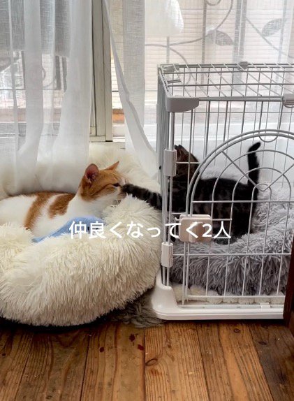 ケージの隙間から前足を出して、茶白猫の顔に前足を乗せる子猫