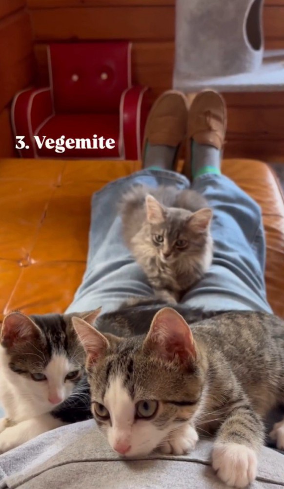 子猫3匹