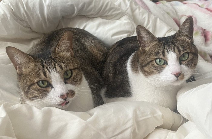 ベッドで休む猫