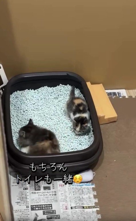 トイレにいる2匹の猫
