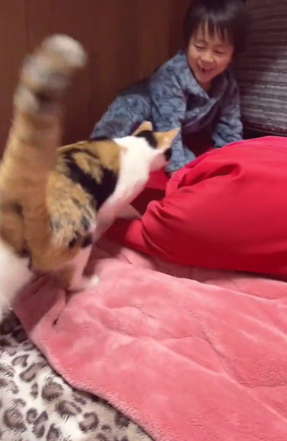 ベッドの上の男の子と猫