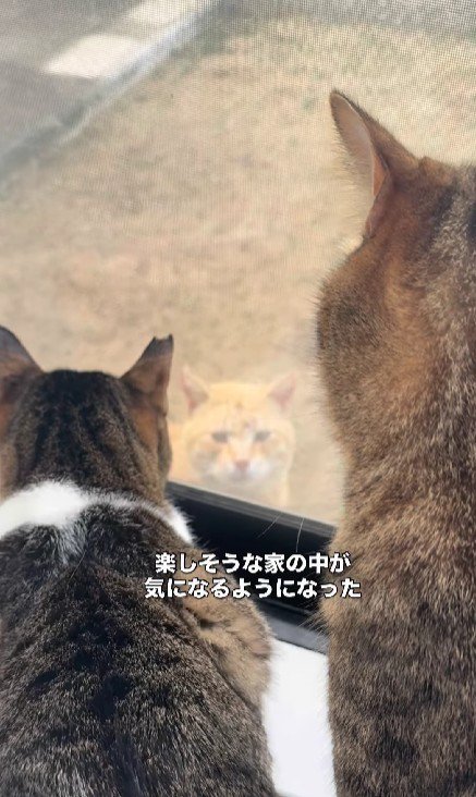 家の中の猫を見ている猫