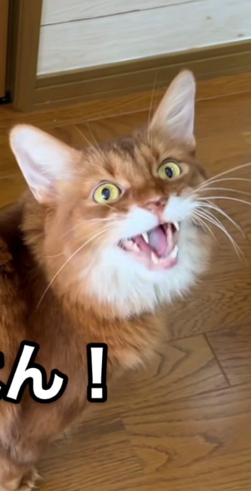 ソマリのアップ