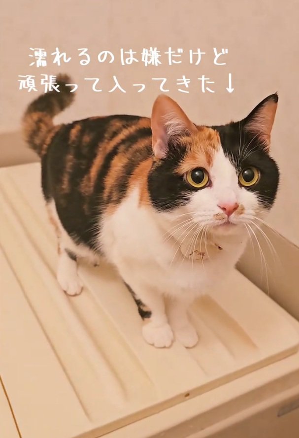 お風呂に入ってきたマオマオちゃん