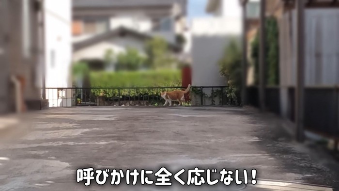 どこかへ行きそうな猫