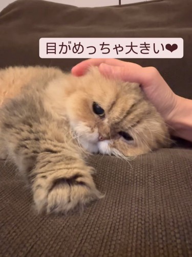 寝そべる猫