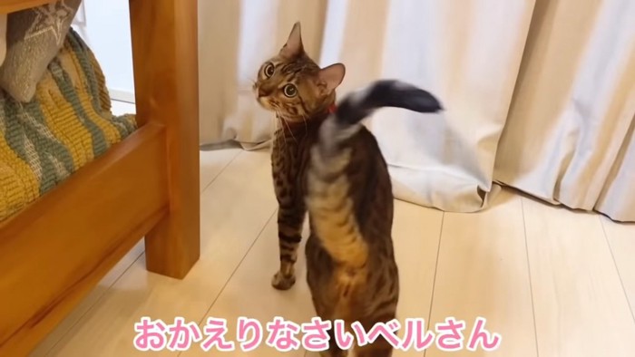 振り返る猫