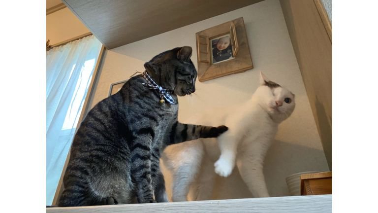 ケンカしている猫