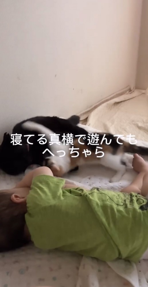 赤ちゃんが寝た後の猫達