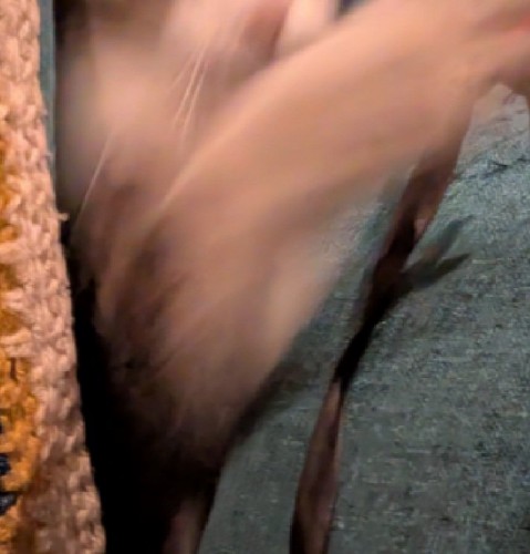 飛びつく猫