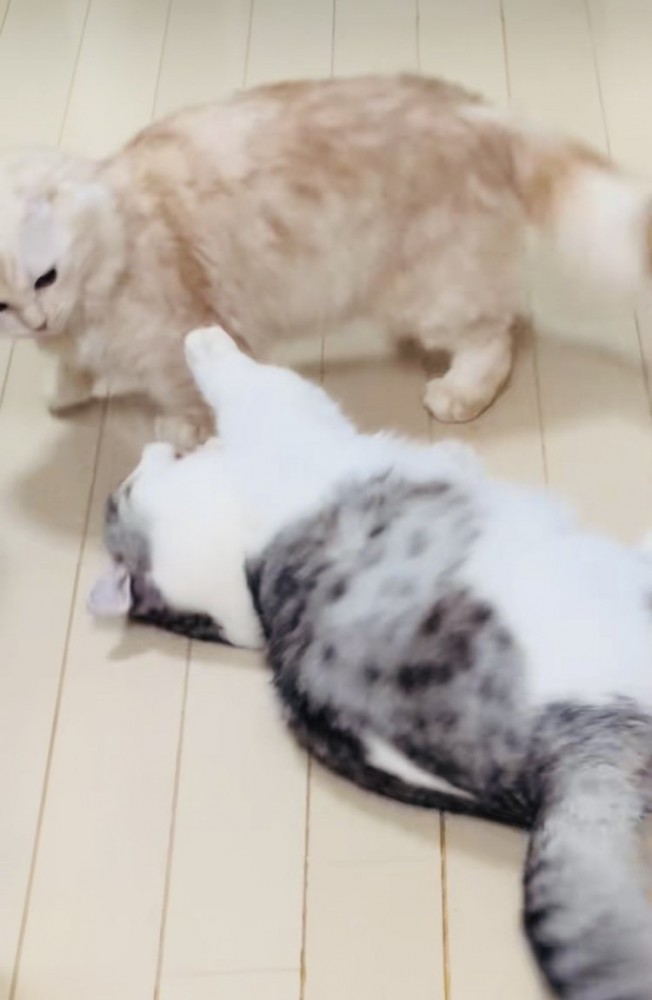 ニャンプロをする2匹のマンチカン