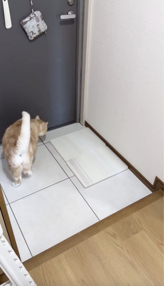 大理石のそばを歩く猫