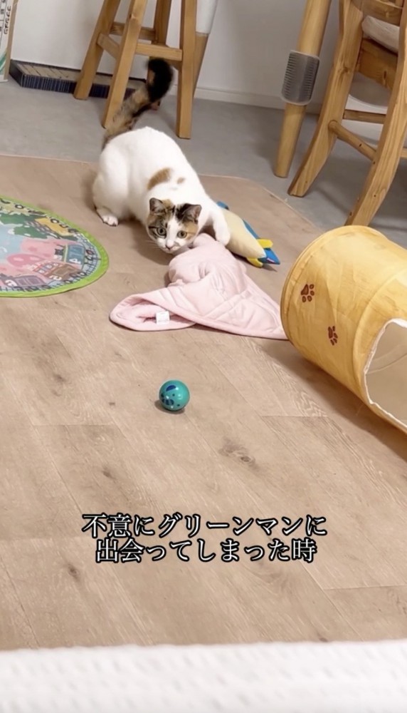 ボールを見つけて姿勢を変える猫