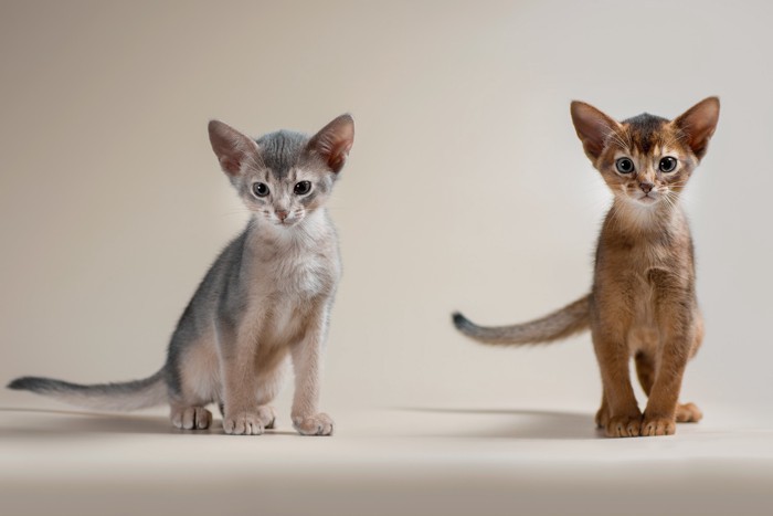 並んで前を向く異なる毛色の2頭のアビシニアンの子猫