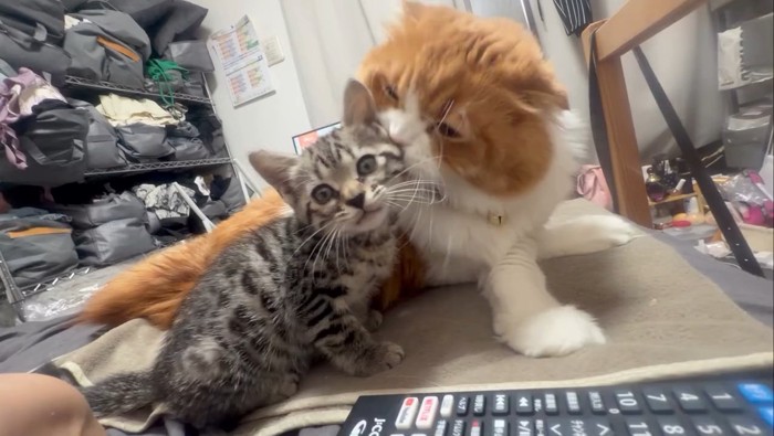 子猫の顔を毛づくろいする成猫