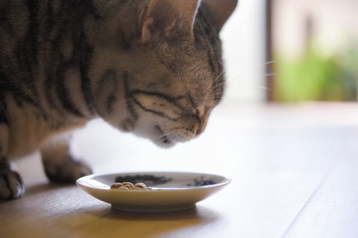 食事をする猫