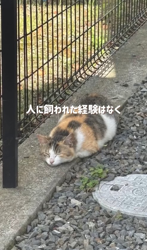 フェンスの近くで昼寝をしている猫