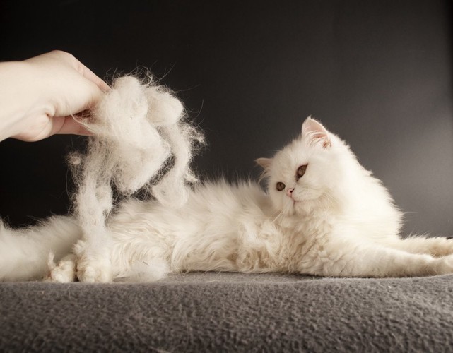 長毛猫のブラッシング