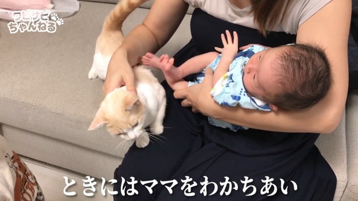 なでられる猫