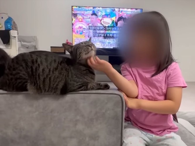 撫でられる猫