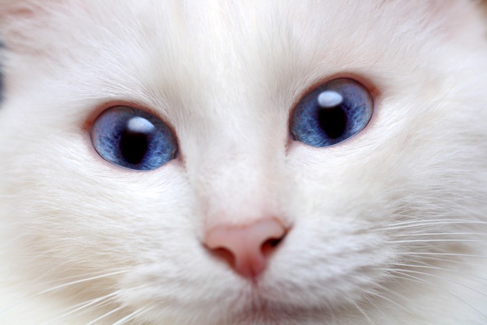 青い目の猫の顔のアップ