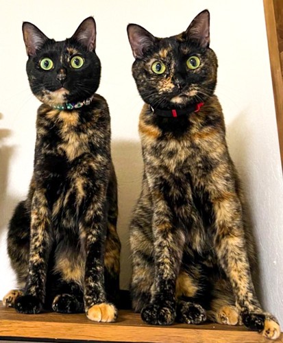 そっくりな2匹の猫