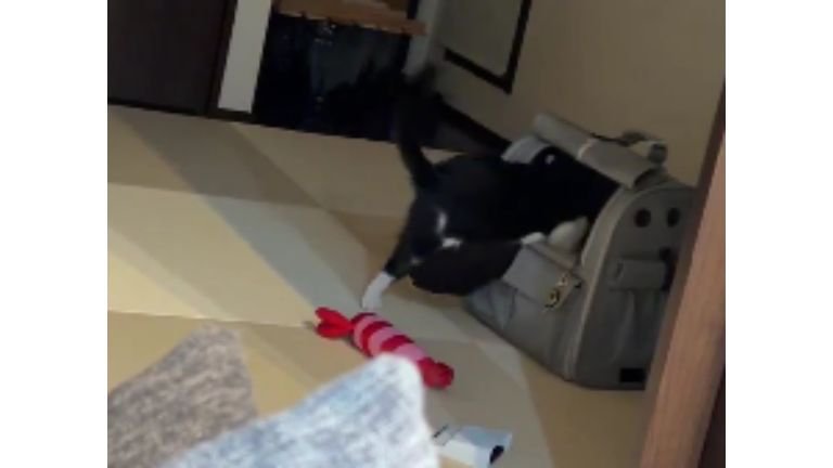 クッションを運ぶ猫