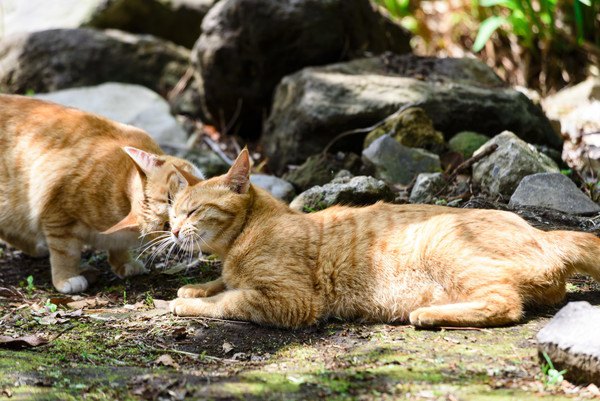 仲間の猫にスリスリする猫