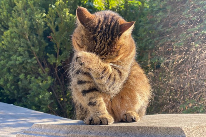 顔を洗う猫
