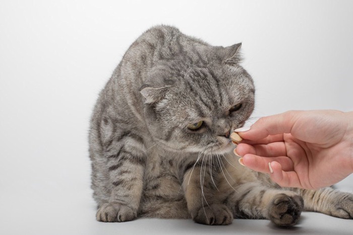 錠剤のニオイを嗅いでいる猫