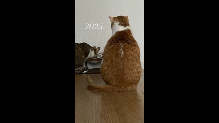 斜め前を見つめる後ろ姿