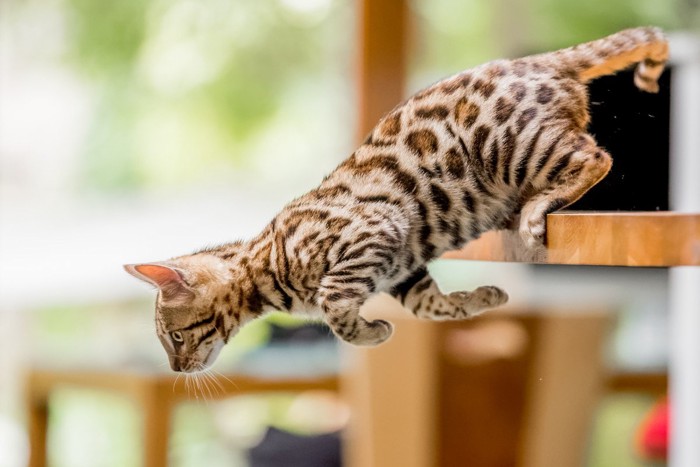 窓際の子猫