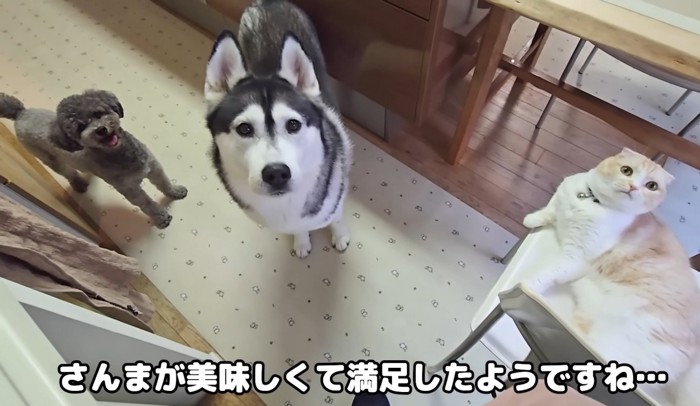 こちらを見る犬2匹と猫1匹