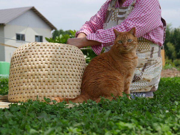 猫ちぐらと猫と飼い主