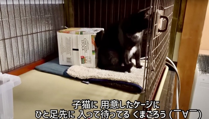 ケージに入っている猫