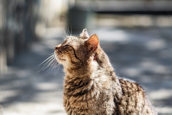 日向ぼっこをする猫